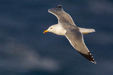 Geelpootmeeuw; Yellow-legged Gull; Larus michahellis