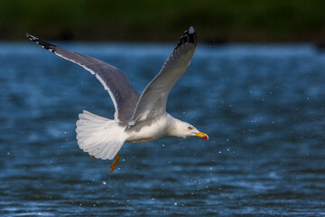 Geelpootmeeuw; Yellow-legged Gull; Larus michahellis