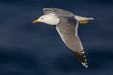 Geelpootmeeuw; Yellow-legged Gull; Larus michahellis