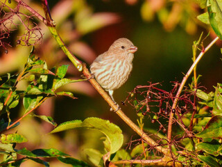 Closeup Female House Finch Bird Perched on a Brush Branch in the Morning Sun Eating Berries Next to Her with Green Foliage and Fruit in the Background as Berry Juice Drips from her Beak