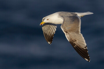 Geelpootmeeuw; Yellow-legged Gull; Larus michahellis