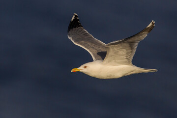 Geelpootmeeuw; Yellow-legged Gull; Larus michahellis