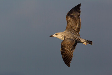 Geelpootmeeuw; Yellow-legged Gull; Larus michahellis