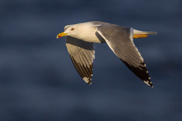Geelpootmeeuw; Yellow-legged Gull; Larus michahellis