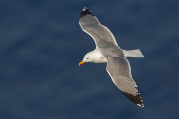 Geelpootmeeuw; Yellow-legged Gull; Larus michahellis