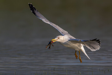 Geelpootmeeuw; Yellow-legged Gull; Larus michahellis