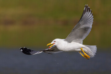 Geelpootmeeuw; Yellow-legged Gull; Larus michahellis