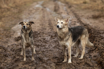 Very dirty and wet mixed breed shepherd dogs
