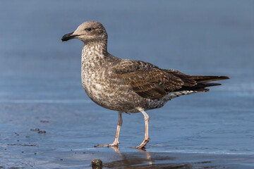 Azoren Geelpootmeeuw; Azores Yellow-legged Gull; Larus michahellis ssp atlantis