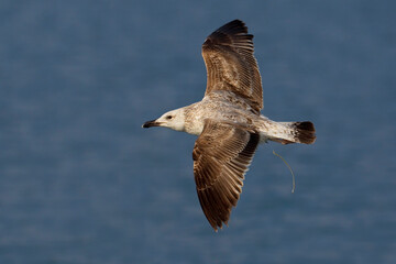 Geelpootmeeuw; Yellow-legged Gull; Larus michahellis