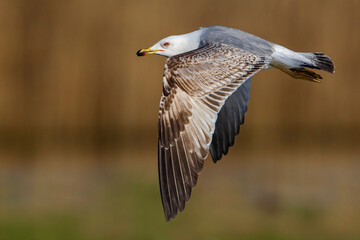 Geelpootmeeuw; Yellow-legged Gull; Larus michahellis