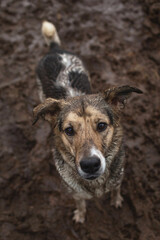 Very dirty and wet mixed breed shepherd dog