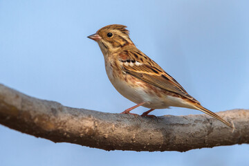 Bosgors; Rustic Bunting; Emberiza rustica