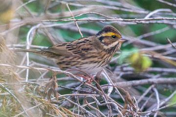 Geelbrauwgors; Yellow-browed Bunting; Schoeniclus chrysophrys