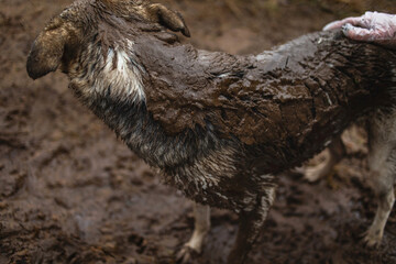 Very dirty and wet mixed breed shepherd dog
