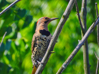 Woodpecker on Tree Branch: Northern flicker woodpecker scales a tree branch on a bright summer day with forest behind him