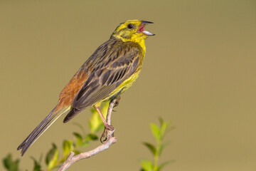 Geelgors; Yellowhammer; Emberiza citrinella