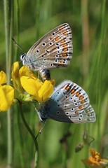 Hauhechel-Bläuling - Common blue
