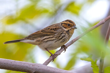 Dwerggors; Little Bunting; Emberiza pusilla