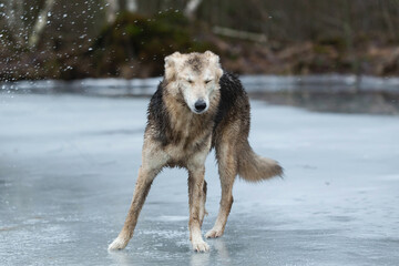 Very dirty and wet mixed breed shepherd dog