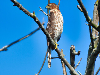 Cooper's Hawk in Tree: Closeup of a cooper's hawk bird of prey perched in a bare , dead tree with a bright blue sky in the background as it stares intensely looking for prey