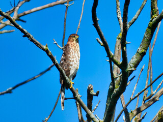 Cooper's Hawk in Tree: A cooper's hawk bird of prey perched in a bare , dead tree with a bright blue sky in the background as it stares intensely looking for prey looking forward