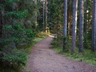 narrow winding trail in a dark forest among fir trees