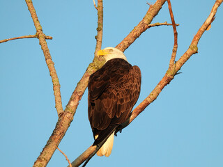 Bald Eagle on Branch: A bald eagle bird of prey perched on a dead branch looks over its shoulder on a summer day with a blue sky in the background