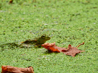 Frog in a Pond: A Bullfrog sits mostly visible in a pond with a blooming duckweed growth and some fall leaves sitting on top of the duckweed and water