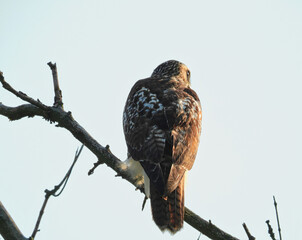Red Tailed Hawk: On a morning hunt on this cloudy overcast day as the red tailed hawk bird of prey looks off while perched on a bare tree branch