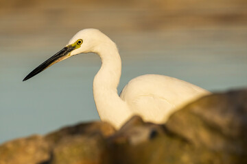 Little Egret Egretta garzetta Costa Ballena Cadiz
