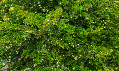 Textured background of Christmas trees with beautiful evening lighting. Green background and yellow lights. Preparing for Christmas and New year