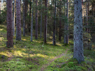 Naklejka premium old dark fir forest sun shining through branches