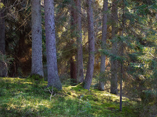 old dark fir forest sun shining through branches