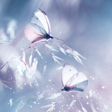 Fragile delicate butterflies on a field plant in delicate pink and blue colors. Square format.