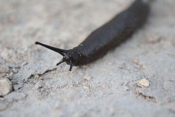 snail on the ground