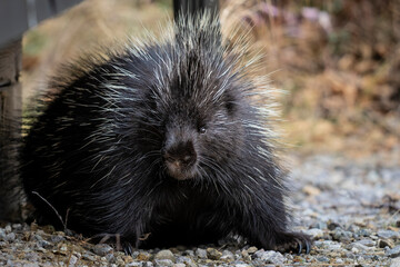 The nearsighted and slow-moving North American Porcupine in search of food.