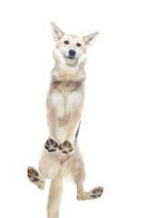 From bellow mixed breed shepherd dog standing isolated on white background