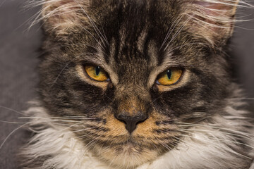 maine coon cat looks to the camera large view