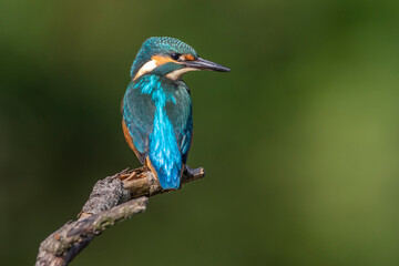 Eisvogel (Alcedo atthis) Jungvogel