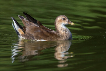 Grünfüßiges Teichhuhn (Gallinula chloropus) Jungvogel