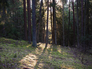 Obraz premium old dark fir forest sun shining through branches