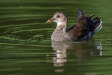 Grünfüßiges Teichhuhn (Gallinula chloropus) Jungvogel