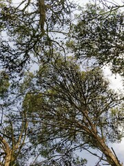 trees and sky