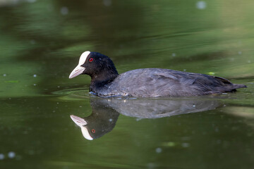 Bläßhuhn (Fulica atra)