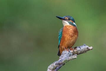 Eisvogel (Alcedo atthis) Jungvogel