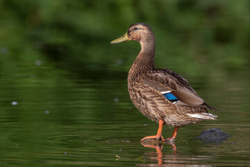 Stockente (Anas platyrhynchos) Erpel im Schlichtgefieder