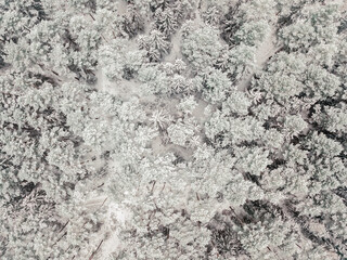 Aerial view of a snow-covered evergreen forest after a snowfall. Tops of coniferous trees in the snow, view from a drone.