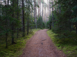 narrow winding trail in a dark forest among fir trees