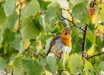 close up of a robin bird resting on a tree and chirping in fall